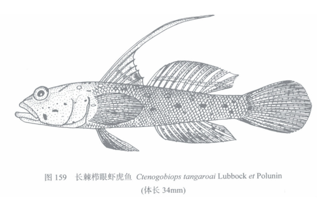 長棘櫛眼蝦虎魚