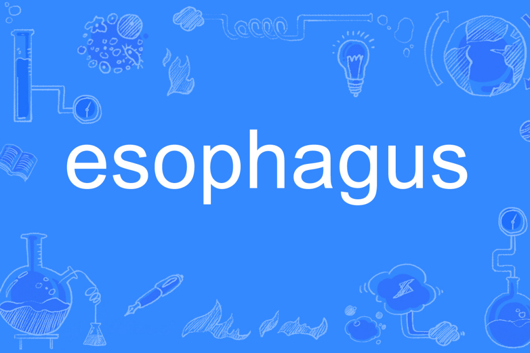 esophagus