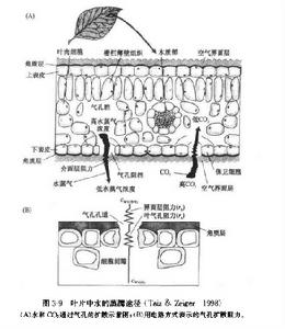 葉片中水的蒸騰途徑