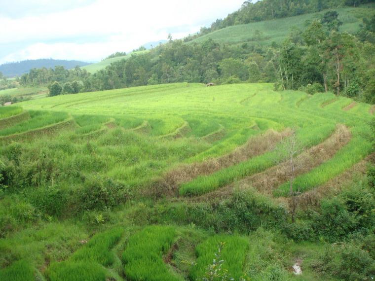 田園耕地