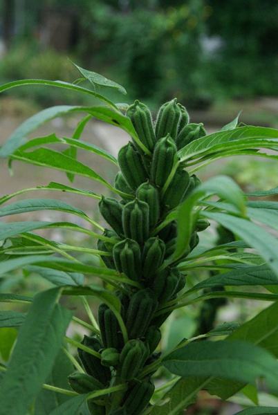 芝麻(芝麻科芝麻屬植物)