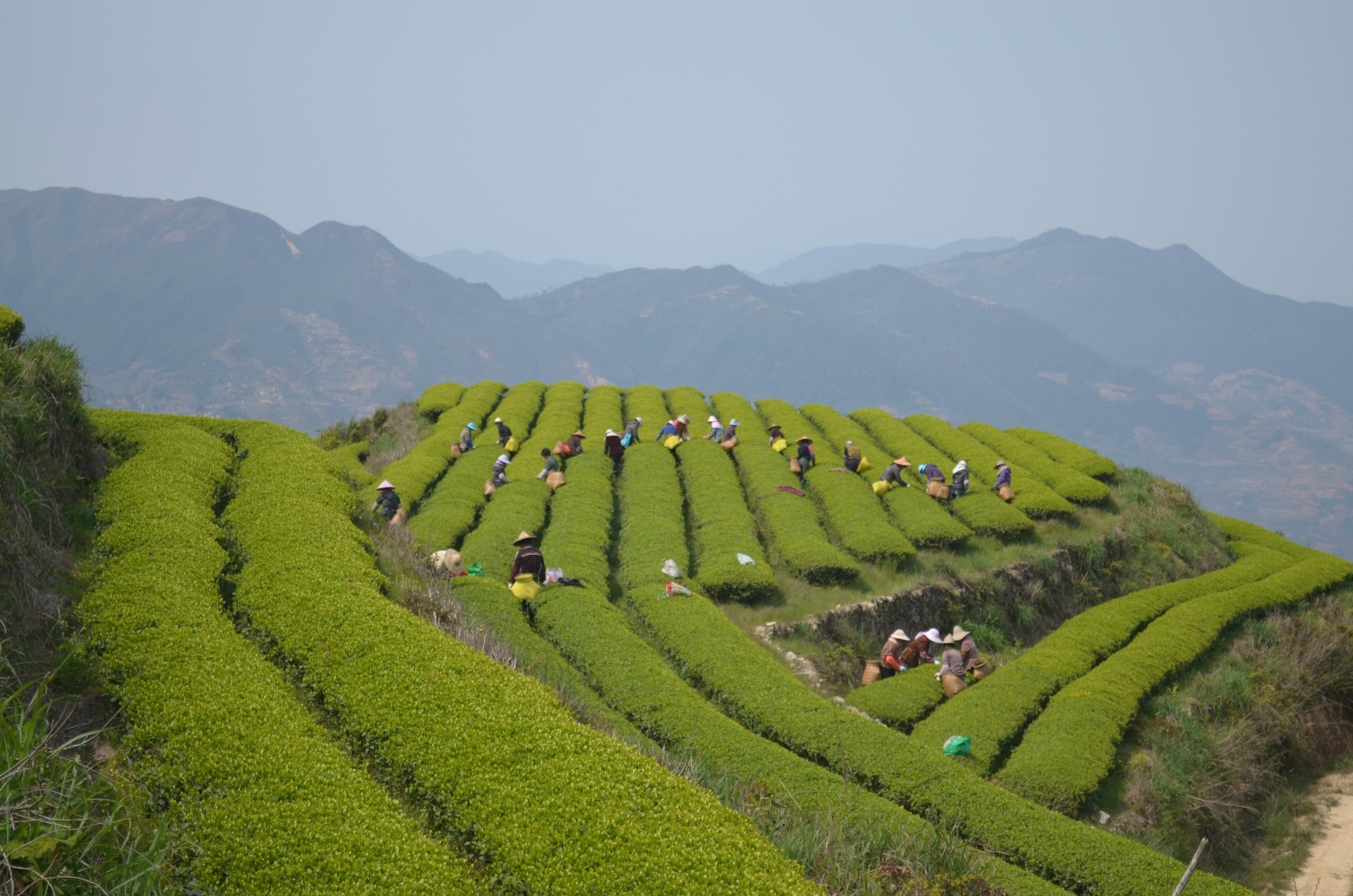 廈門祥和茶業有限公司