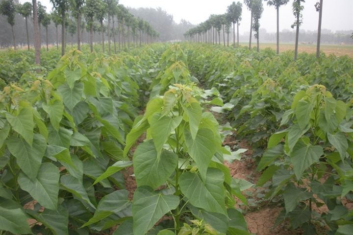 楸樹河南無性系103號