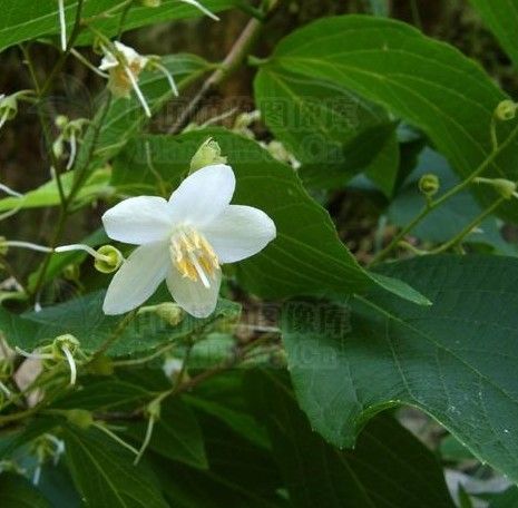 華麗賽山梅