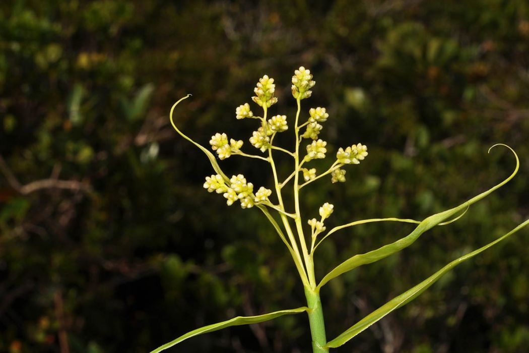 須葉藤科