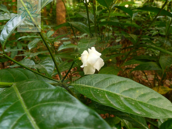 大果狗牙花