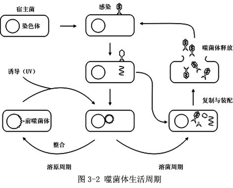 溶源周期