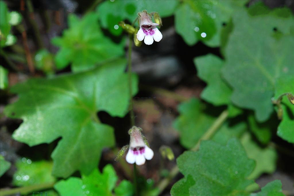 淺裂小花苣苔