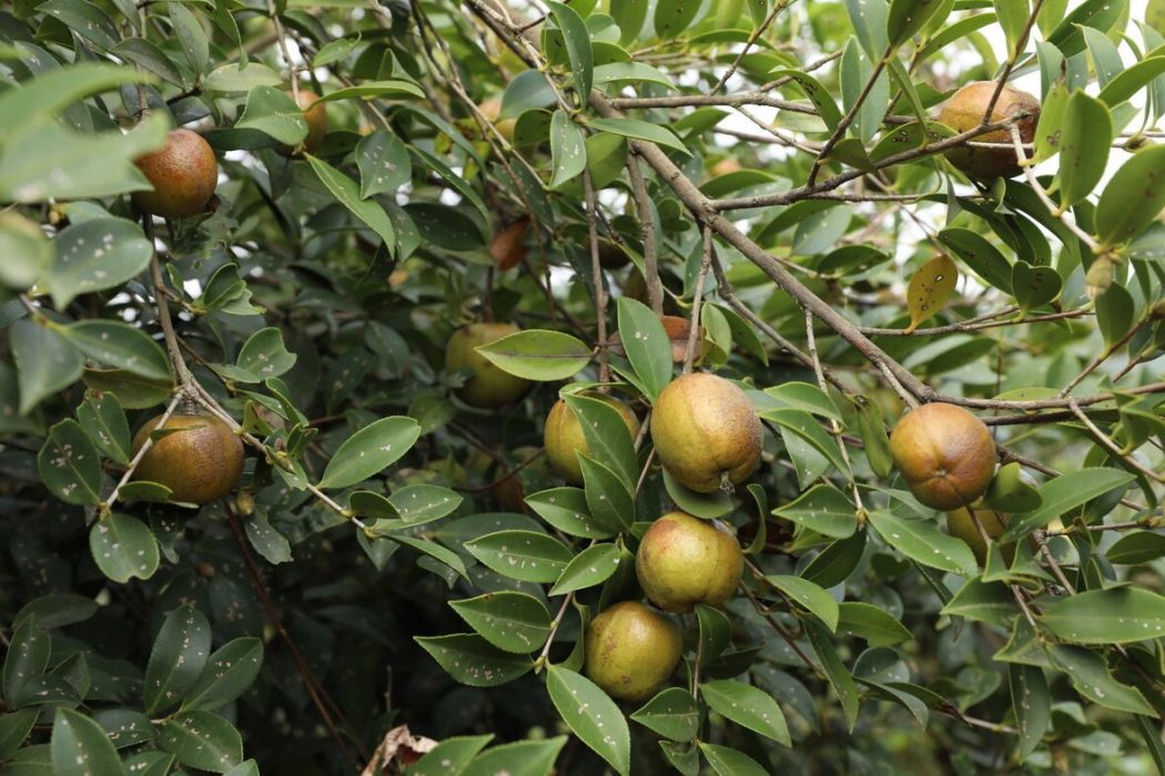 油茶家系湘林18雜