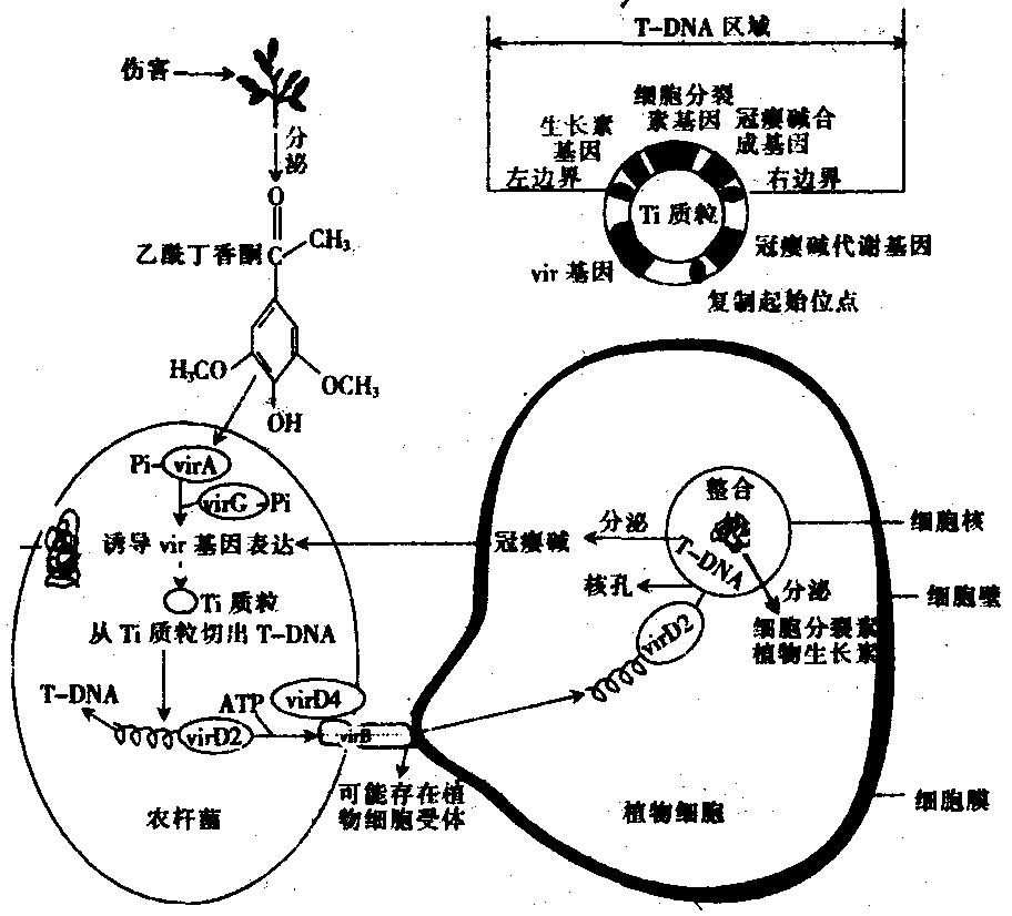 寡聚核苷酸定點誘變技術