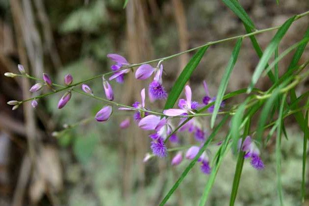 小花遠志