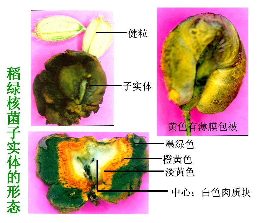 稻綠核