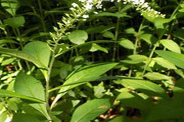 Lysimachia clethroides