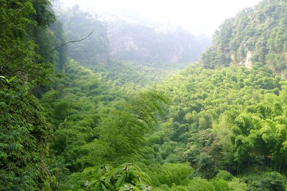 花龍溝小竹海