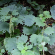 赤麻(植物)