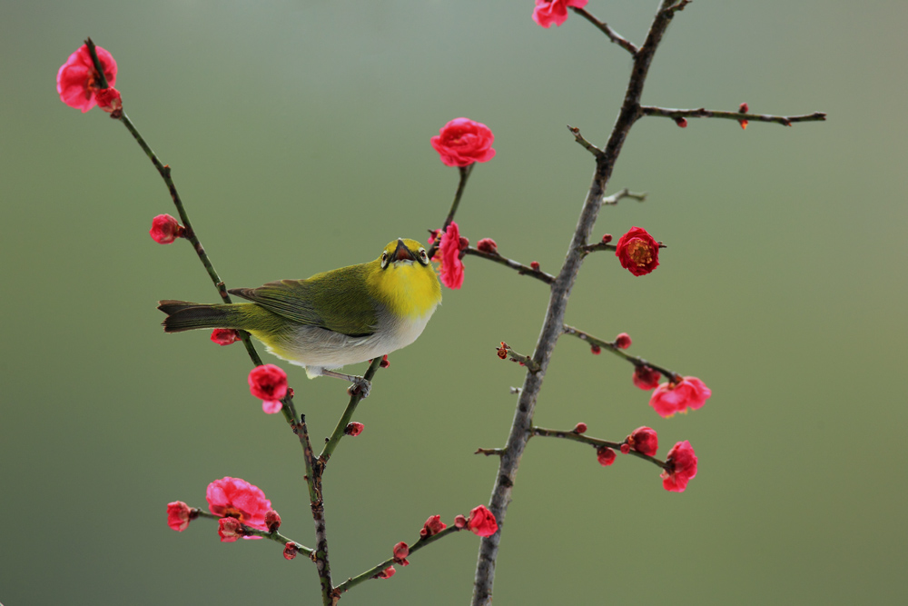 鳥類鳴聲