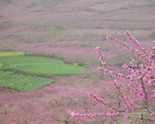 回龍鎮(四川省營山縣回龍鎮)