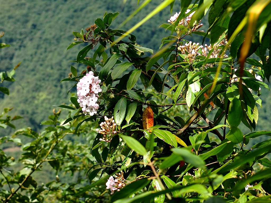 滇丁香花葉