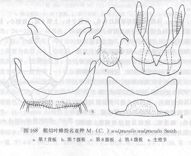 粗切葉蜂指名亞種