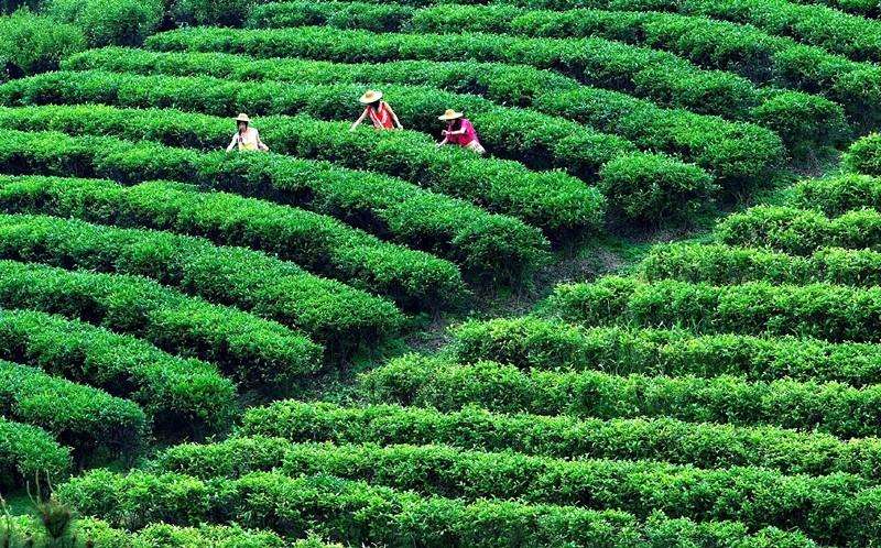 鶴山茶葉