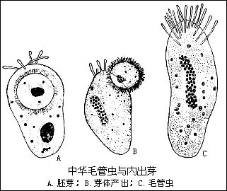 吸管亞綱