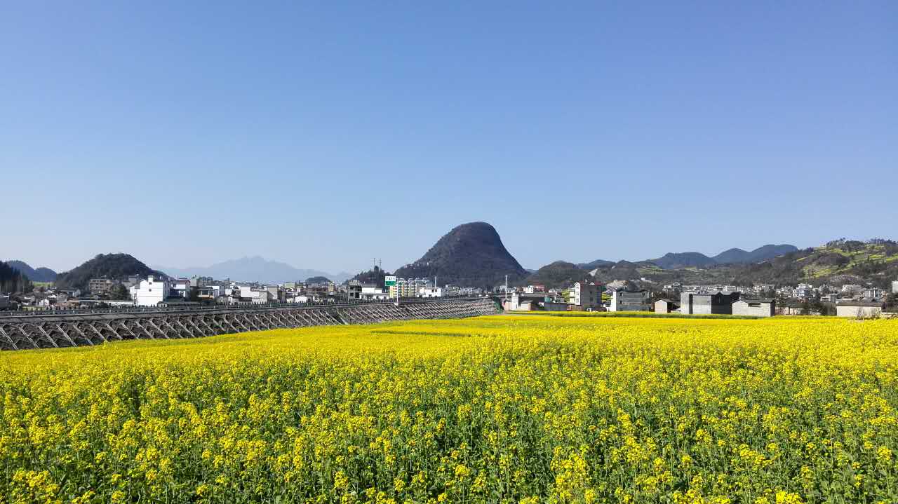 汕昆高速穿過金雞花海