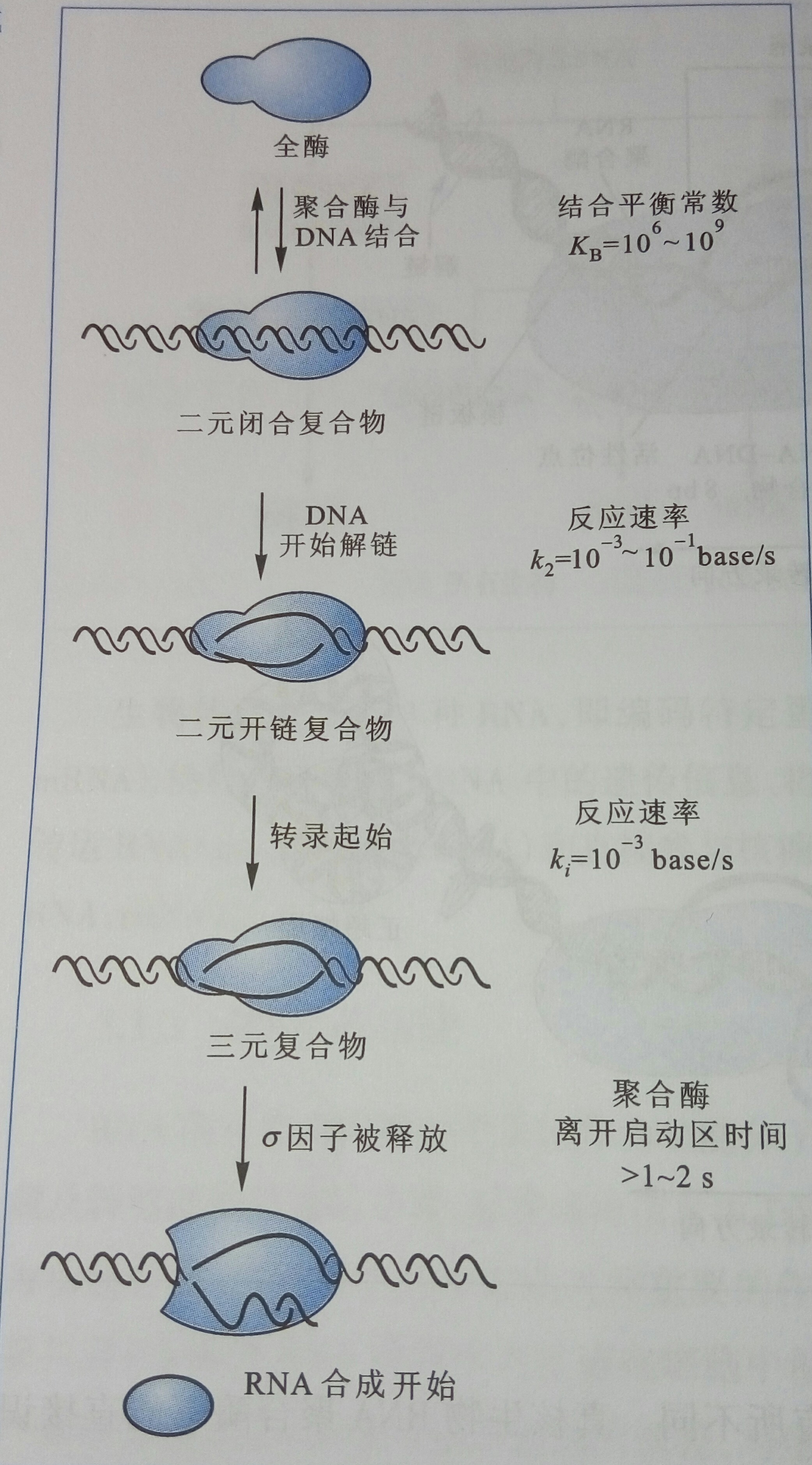 RNA合成的起始