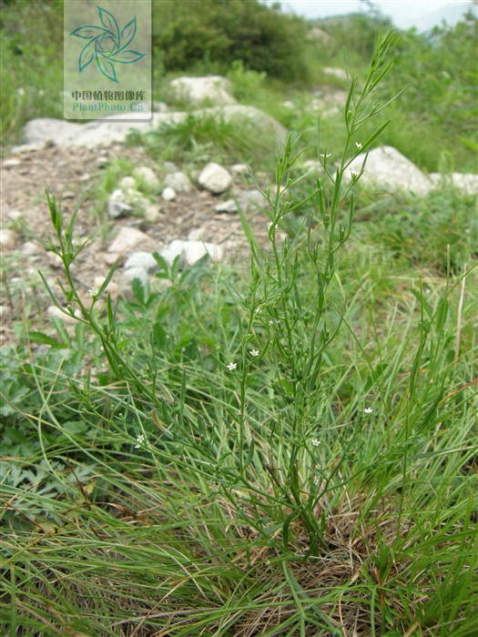 長梗百蕊草（變種）