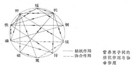 離子拮抗