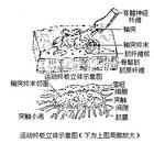 小終板電位