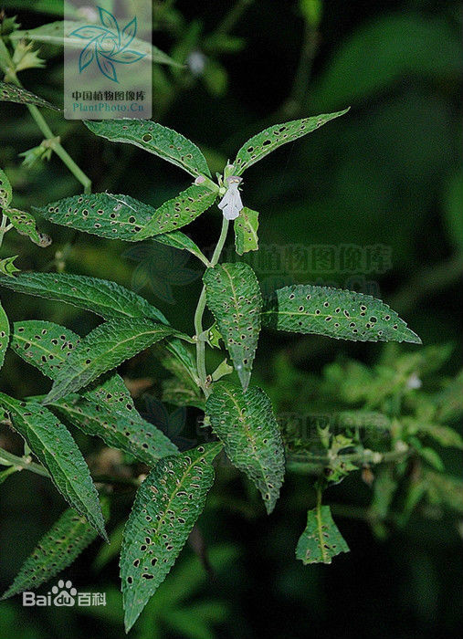 紅花（變種）(長葉假糙蘇紅花變種)