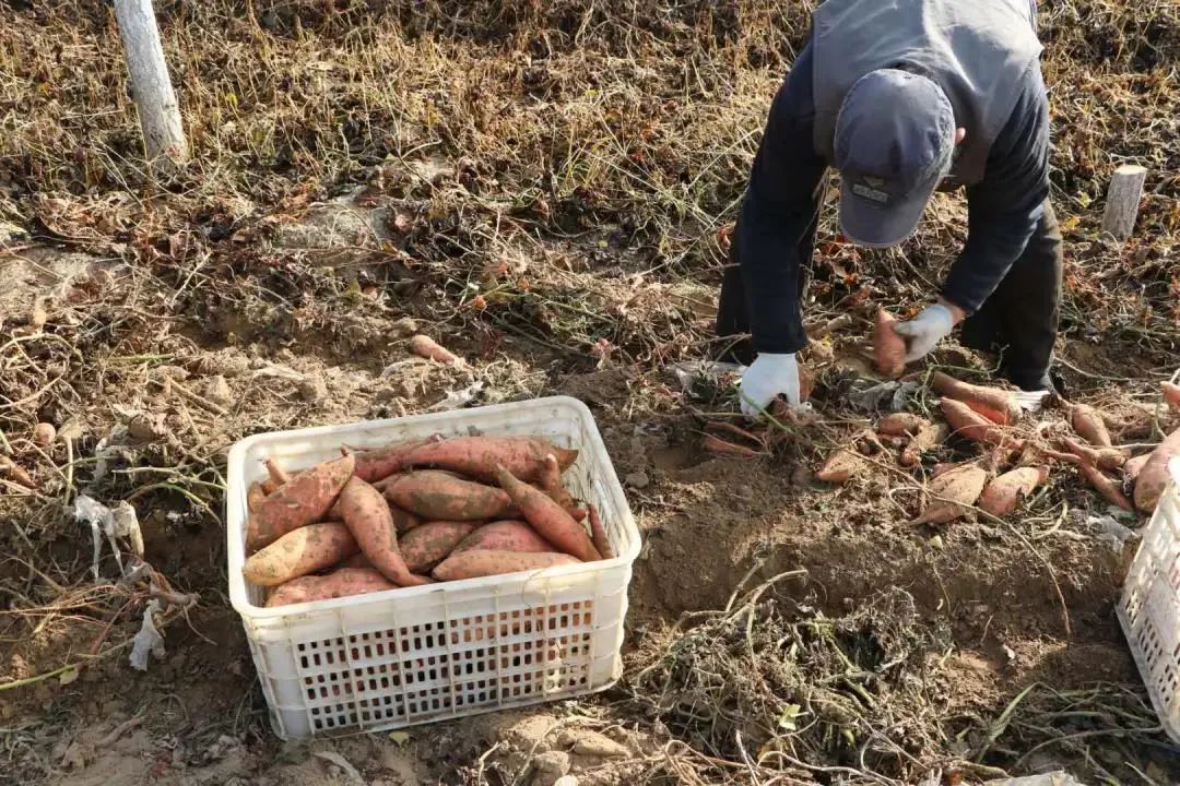 長子營鎮(長子營)