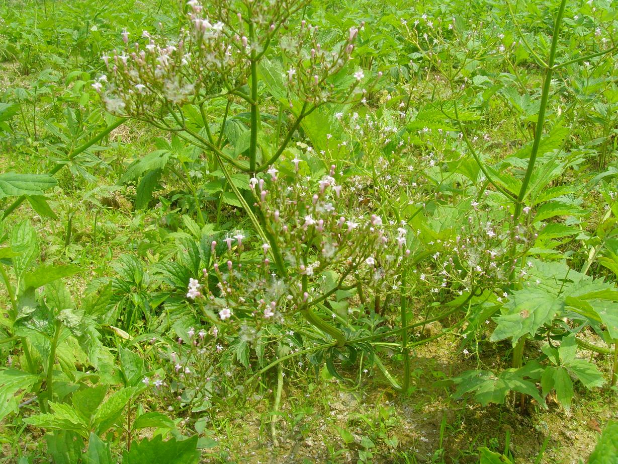 闊葉纈草