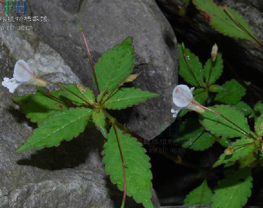 無距鳳仙花