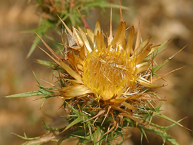 刺苞菊（CARLINACORYMBSA）