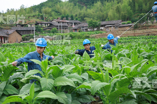 水北鎮菸葉種植