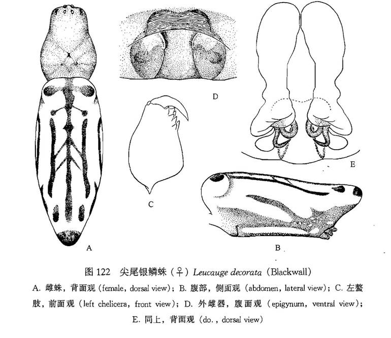 圖1.艷銀鱗蛛雌蛛