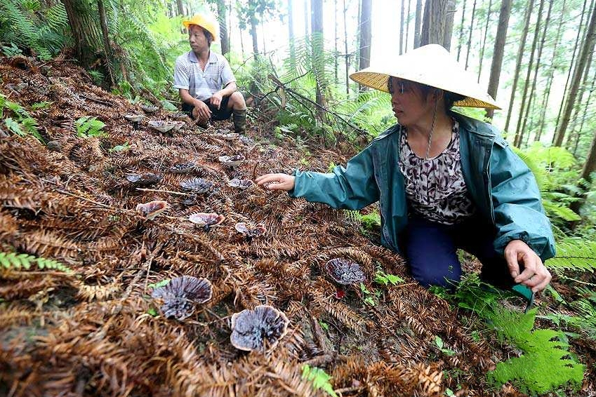 融水靈芝