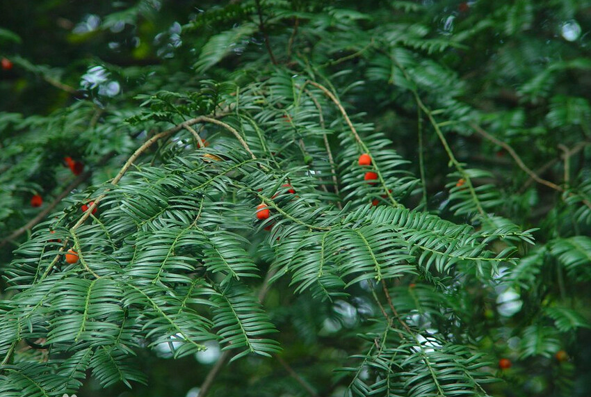 湖南莽山國家森林公園