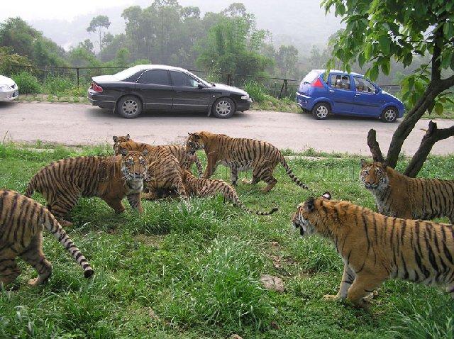 八達嶺野生動物世界