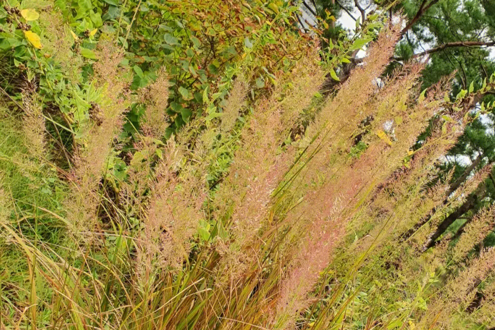 疏花野青茅(疏花野青茅（變種）)