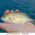 Yellow porgy