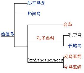 孔子鳥譜系2004年版，現已更新