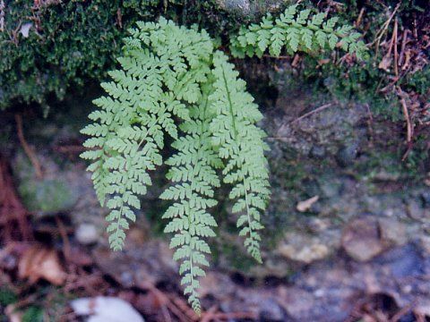 膀胱岩蕨