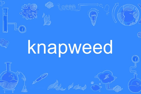 knapweed