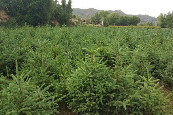 青海雲杉嫁接無性系40號