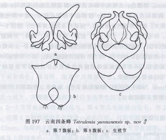 雲南四條蜂