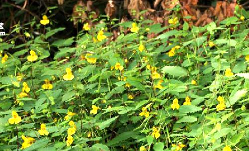 錯那鳳仙花