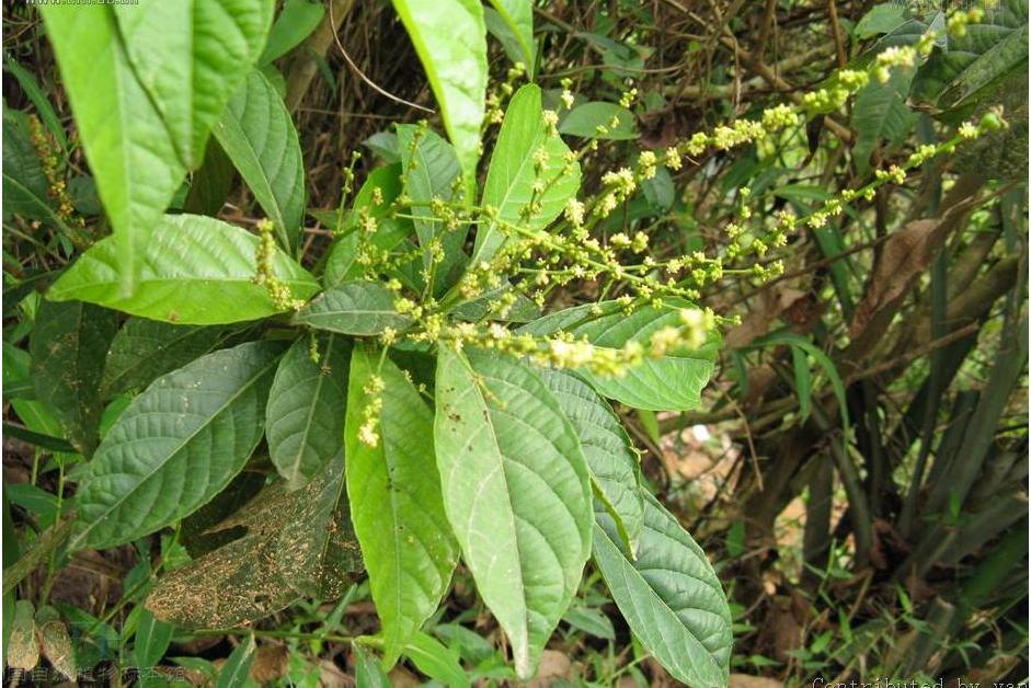 羽脈山麻稈(羽脈山麻桿（原變種）)