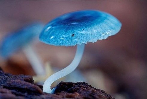 Mycena interrupta